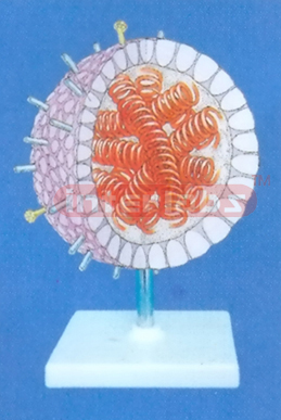 VIRUS ANATOMICAL MODEL